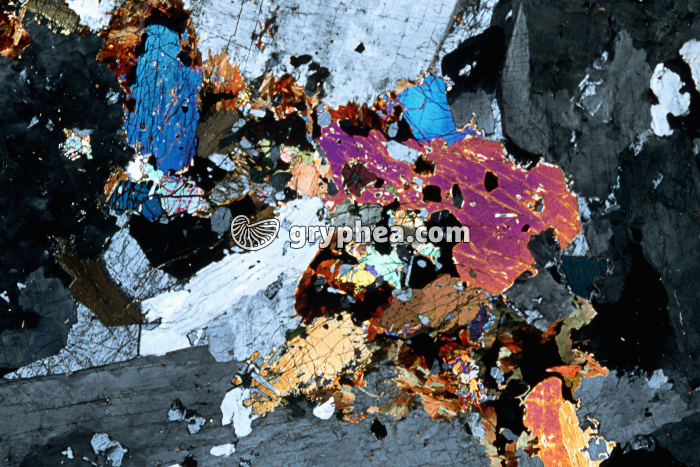 Syénite x 2,5 - gryphea.com